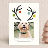 "Happy Howlidays" - Holiday Cards in Frost by Lisa Cersovsky - Front