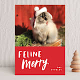 "Feline Merry" - Holiday Cards in Santa Suit by Chryssi Tsoupanarias - Front