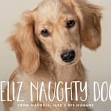 "naughty dog" - Holiday Cards in Fire Engine by Erin Deegan - Detail