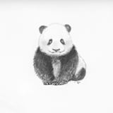 "Panda" - Original Drawings in white by Teju Reval