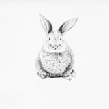 "Bunny" - Original Drawings in white by Teju Reval