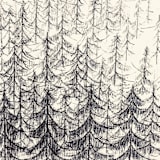 "Pine Forest" - Original Drawings in black by Dana Williamowsky