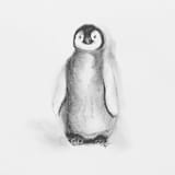"Penguin" - Original Drawings in natural by Teju Reval