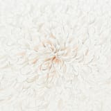 "Flower Petal 2" - Original Painting in multicolorassorted-colors by Dana Williamowsky