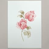"Bougainvillea flowers watercolor painting" - Original Painting in pink by Angele Kamp