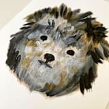 "Black Pumi" - Original Painting in black by Amy Mullen