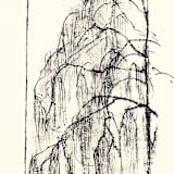 "Willow 1" - Original Painting in black by Dana Williamowsky