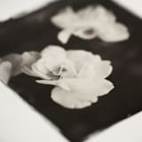"la vie en rose I" - Original Mixed Media in black by Kamala Nahas