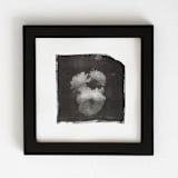 "la vie en rose II" - Original Mixed Media in black by Kamala Nahas