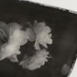 "la vie en rose II" - Original Mixed Media in black by Kamala Nahas