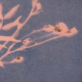 "Foraged IV Original" - Original Mixed Media in blue by Kamala Nahas
