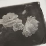 "la vie en rose III" - Original Mixed Media in black by Kamala Nahas