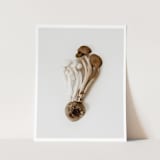 "Exotica IV - 11" x 14"" - Limited Edition Prints - Photography in brown by Kamala Nahas