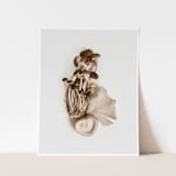 "Exotica I - 11" x 14"" - Limited Edition Prints - Photography in brown by Kamala Nahas