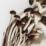 "Exotica I - 11" x 14"" - Limited Edition Prints - Photography in brown by Kamala Nahas