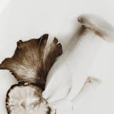 "Exotica III - 8" x 10"" - Limited Edition Prints - Photography in brown by Kamala Nahas