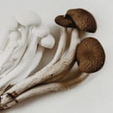 "Exotica IV - 8" x 10"" - Limited Edition Prints - Photography in brown by Kamala Nahas