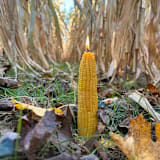 "Corn Beeswax Candle" - Candles and Holders in yellow by Artifaqt