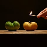 "Yellow Heirloom Tomato Beeswax Candle" - Candles and Holders in yellow by Artifaqt