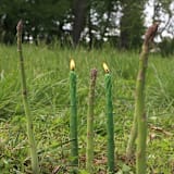 "Green Asparagus Beeswax Taper Candles (Pair)" - Candles and Holders in green by Artifaqt
