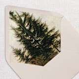 "Tree Envelope Liners, Nature, Pack of 25" - Envelope Liners in multicolorassorted-colors by Studio Lavender