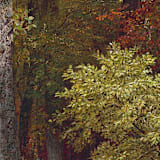 "A7 Fine Art Envelope Liners Square Flap // Autumn Woodland (Set of 25)" - Envelope Liners in multicolorassorted-colors by Clover and Lamb