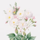 "Pink Floral Envelope Liners, Pack of 25" - Envelope Liners in pink by Studio Lavender