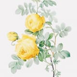 "Yellow Floral Envelope Liners, Pack of 25" - Envelope Liners in yellow by Studio Lavender