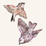 "A7 Envelope Liners Square Flap // Birdies (Set of 25)" - Envelope Liners in multicolorassorted-colors by Clover and Lamb