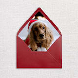 "Custom Pet Photo Envelope Liners, Pack of 25" - Envelope Liners in multicolorassorted-colors by Studio Lavender