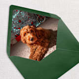 "Custom Pet Photo Envelope Liners, Pack of 25" - Envelope Liners in multicolorassorted-colors by Studio Lavender