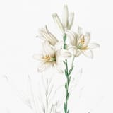 "White Lily Floral Envelope Liners, Pack of 25" - Envelope Liners in white by Studio Lavender