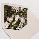 "Tropical Floral Envelope Liners, Pack of 25" - Envelope Liners in multicolorassorted-colors by Studio Lavender