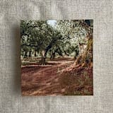 "Olive tree grove fine art landscape printed liner for A7 square flap envelope | pack of 10" - Envelope Liners in green by Ivory Invitations