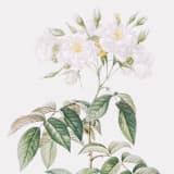 "White Floral Envelope Liners, Pack of 25" - Envelope Liners in white by Studio Lavender