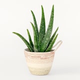 "Desert Flower Small Rope Plant Holder" - Decorative Storage in multicolor by Moriah Okun