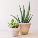 "Desert Flower Small Rope Plant Holder" - Decorative Storage in multicolor by Moriah Okun