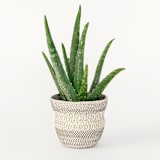 "Black and White Scribble Rope Plant Holder" - Decorative Storage in black by Moriah Okun