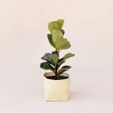 "All Natural Storage Basket" - Decorative Storage in beige by Jennifer Abelev