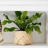 "All Natural Storage Basket" - Decorative Storage in beige by Jennifer Abelev