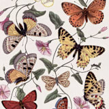 "A7 Fine Art Envelope Liners // Butterflies (Set of 25)" - Envelopes in multicolorassorted-colors by Clover and Lamb