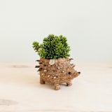 "Baby Hedgehog Planter" - Planters in brown by LIKHA