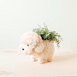 "Poodle Planter" - Planters in white by LIKHA