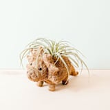 "Triceratops Planter" - Planters in brown by LIKHA