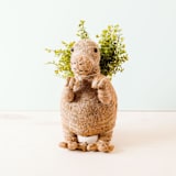 "T-Rex Planter" - Planters in brown by LIKHA