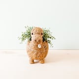 "Brontosaurus Planter" - Planters in brown by LIKHA