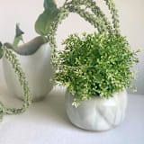 "Falling Water Spiral Planter" - Planters in white by Cloude Made