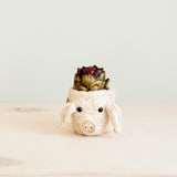 "Mini Pot Pig Planter" - Planters in natural by LIKHA