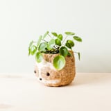 "Sloth Head (2-tone/light) Planter" - Planters in brown by LIKHA