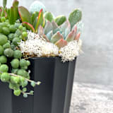 "The Black Pearl Live Succulent Garden" - Centerpieces and Tabletop Decor in black by Surfside Succulents